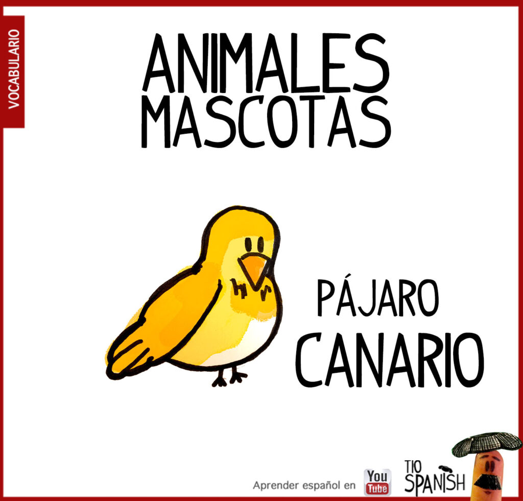 el canario, vocabulario animales en español, mascotas