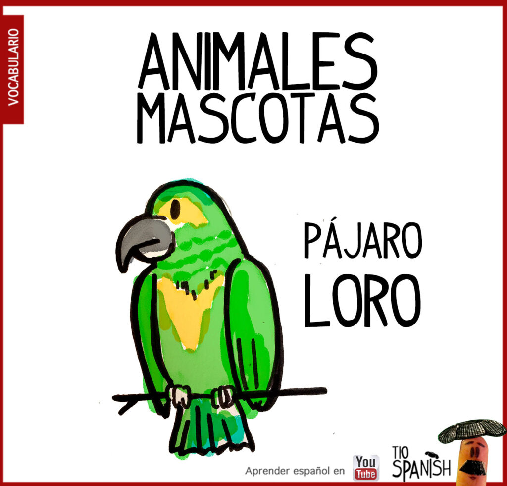 el loro, vocabulario animales en español, mascotas