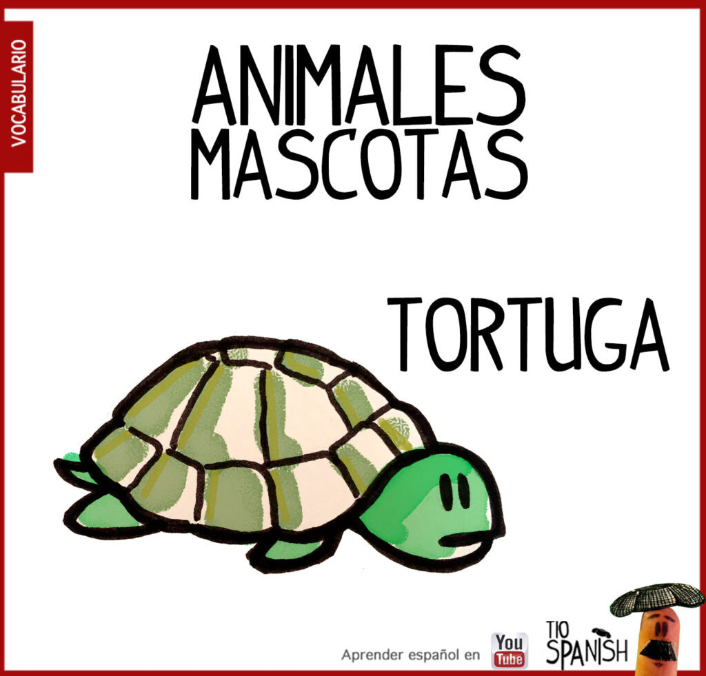 la tortuga, vocabulario animales en español, mascotas