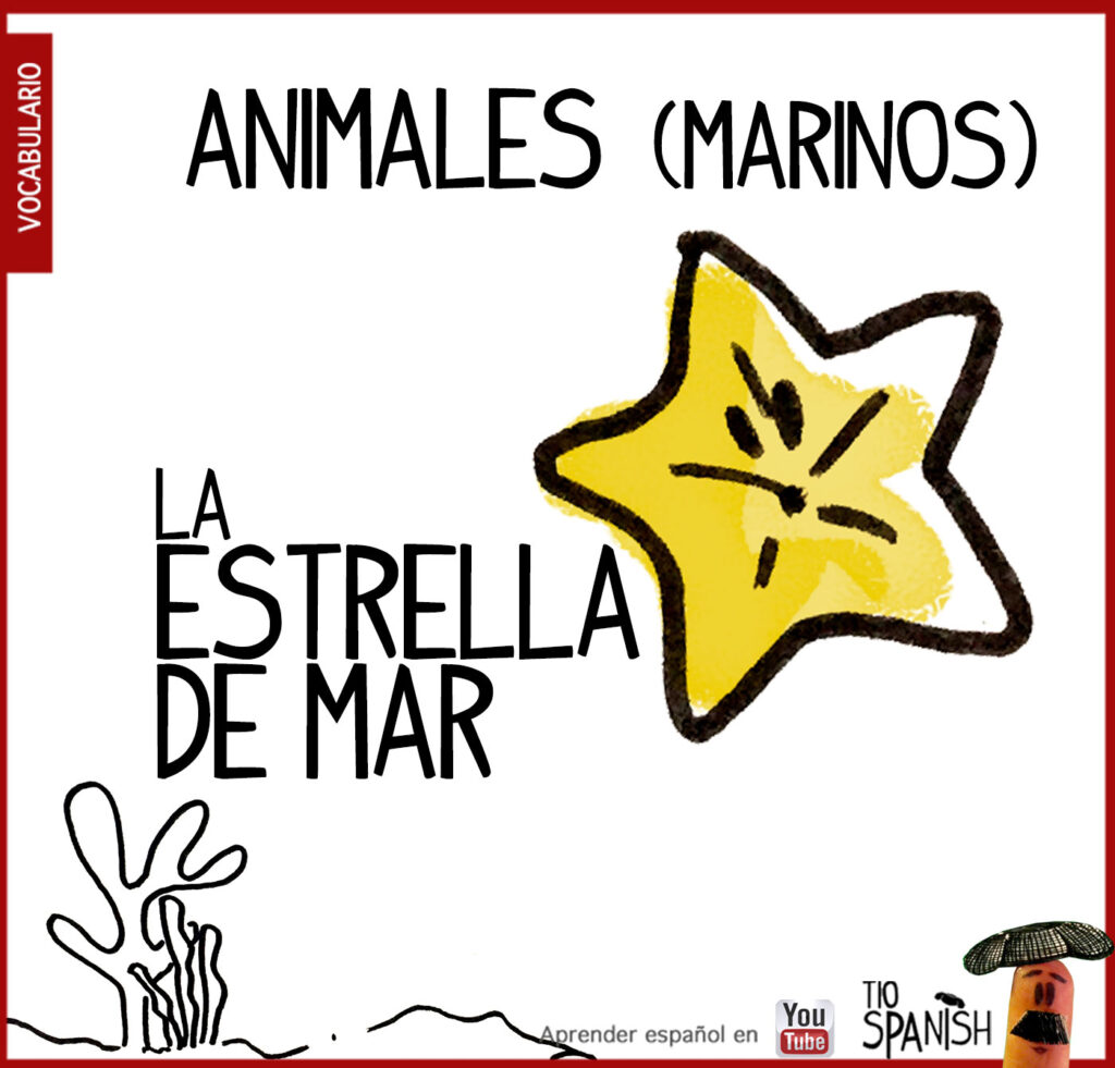estrella de mar, los animales en español vocabulario