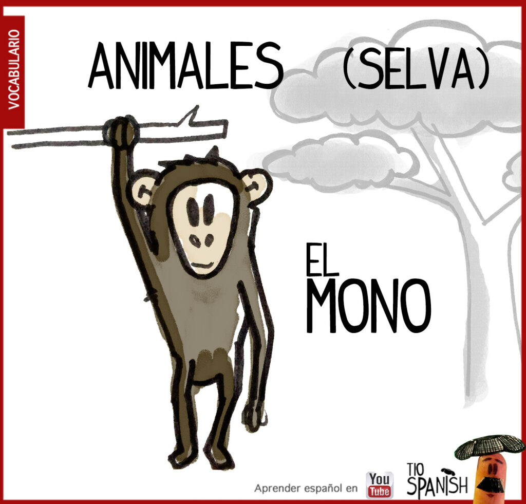Vocabulario animales en español, el mono