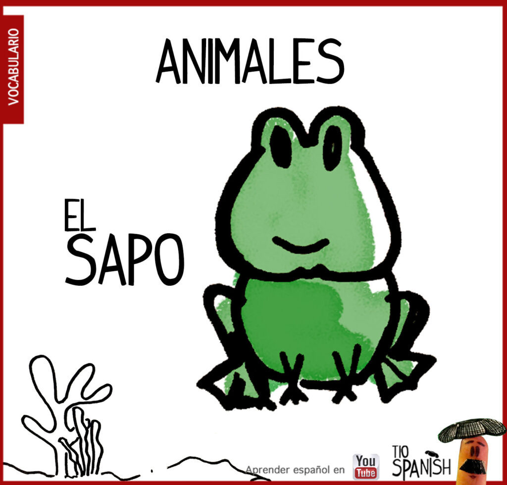 el sapo, los animales en español vocabulario